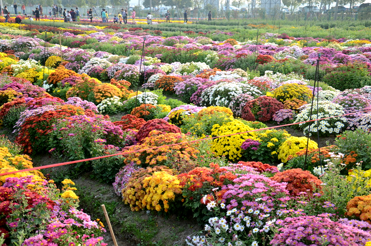 地被菊種子種室外花種籽子陽(yáng)臺(tái)庭院花卉花籽室外香草芳香植物種子