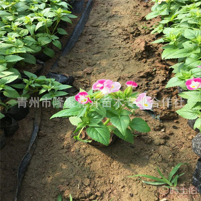 【廠家直銷(xiāo)綠化植物夏堇花卉苗批發(fā)吊盆花卉夏堇花草苗可盆栽】青州市隆聚花卉苗木專(zhuān)業(yè)合作社